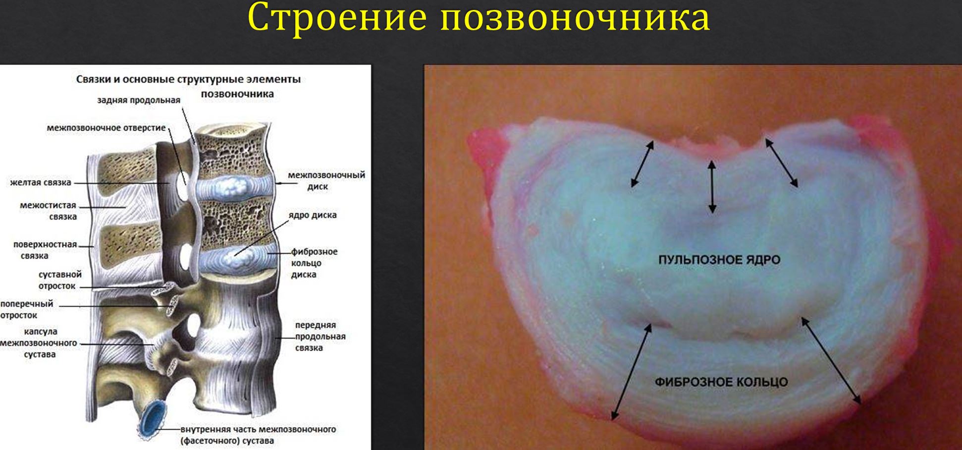 Строение позвоночника